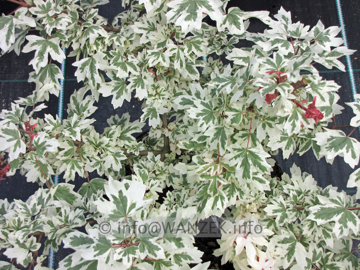 Acer campestre Carnival.JPG